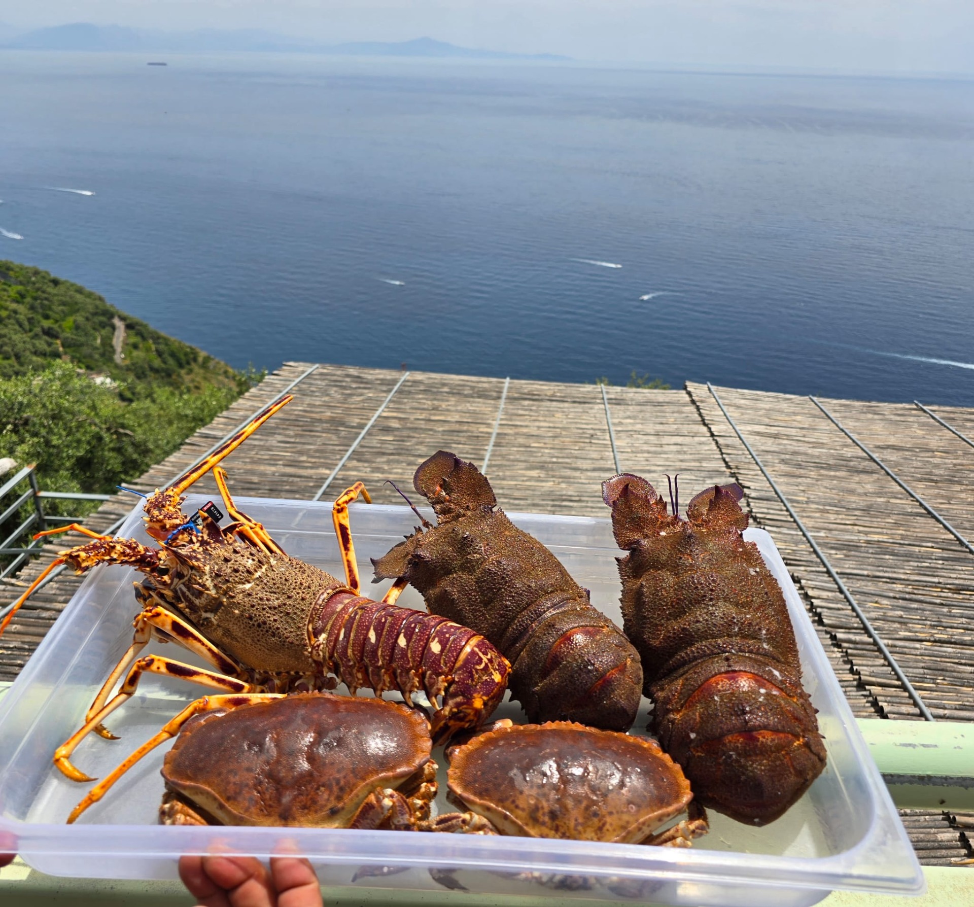 Trasparenza, eccellenza e mare. 🦞✨ A chi ci chiede il segreto dei nostri piatti, rispondiamo con questa foto. Da Lemon Likes, la freschezza è una promessa che rinnoviamo ogni mattina: solo crostacei scelti con cura per portare nei vostri piatti il vero sapore.